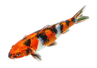 Vibrant koi fish swimming transparent background cutout png