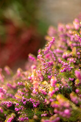 Obraz premium Calluna vulgaris or common heather pink flowers under the bright sun in the garden