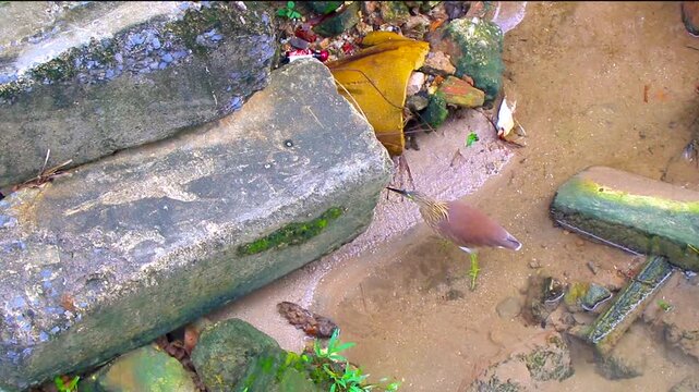 Yellow bittern water bird is fishing walking in river Thailand.