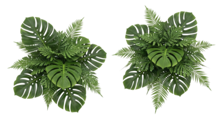 Two potted tropical plants transparent background cutout png