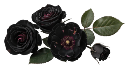 Dark black roses with red accents transparent background cutout png