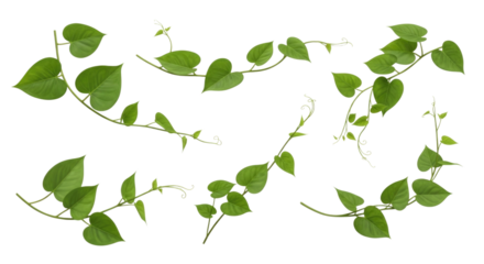 Green vine plant elements transparent background cutout png