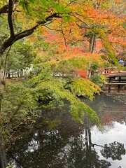 鶴岡八幡宮の池