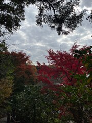 鎌倉の紅葉
