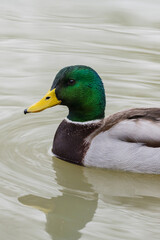 Mallard duck swimming in the pond, December 2025, UK.