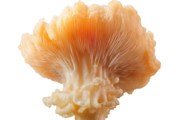 Majestic lions mane mushroom showcasing its unique texture and vibrant colors against a plain background