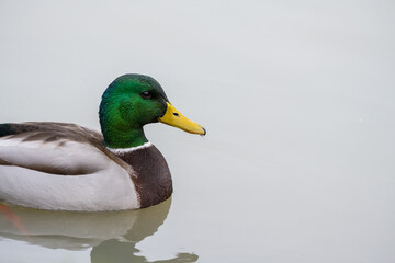 Fototapeta premium Mallard duck swimming in the pond, December 2025, UK. Copy space