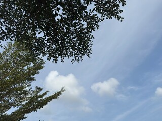 Azure Expanse Framed by Nature's Embrace, Glimpsing the Sky Through Leafy Crowns