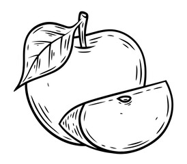 Hand drawn apples , monochrome engraving, line art style vector illustration isolated on white background	