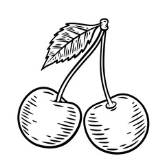 Hand drawn cherries , monochrome engraving, line art style vector illustration isolated on white background	