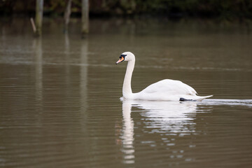 Fototapeta premium Mute common swan swimming in the lake, December 2025 U.K.