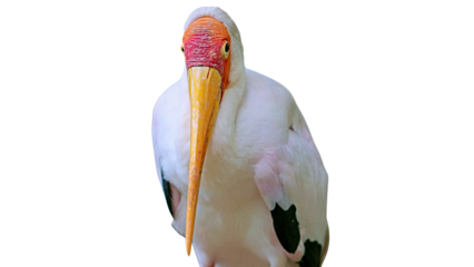close up of resting bird, yellow bird stork resting