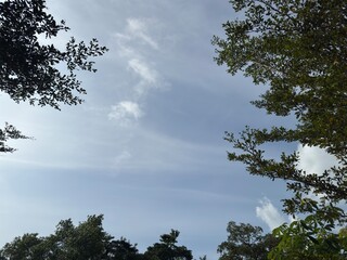 Bright afternoon sky painted with subtle cloud wisps, embraced by lush green tree branches