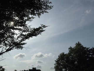 Radiant Sunlight Piercing Lush Foliage Creating a Dramatic Horizon View Above