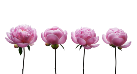 Four pink peony buds on black background transparent background cutout png