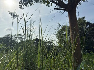 Sun-kissed wild grass beside sturdy tree trunks that tower into the vast blue sky.