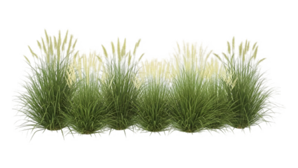 A clump of green grass isolated on transparent background