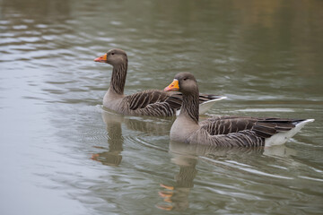 Closeup greylag gooses swimming in the lake, December 2025, United Kingdom