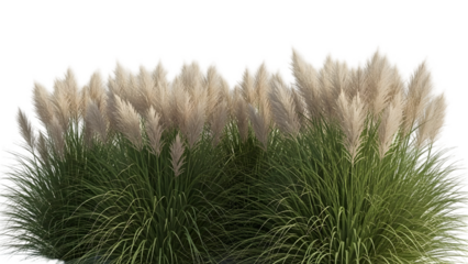 Green and beige ornamental grass isolated on transparent background