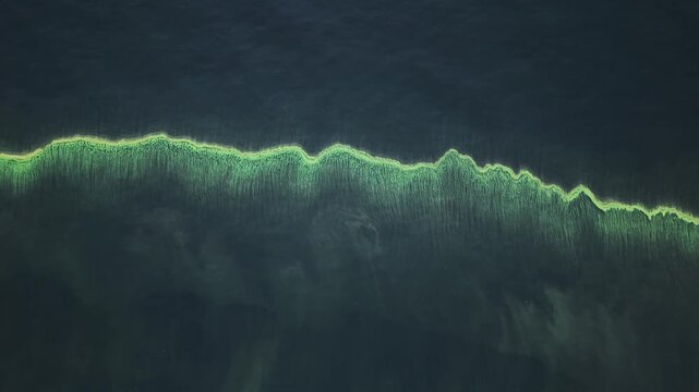 Aerial view of the lake water during an algal bloom. Concentrations of tiny algae turn the water a vivid green, forming an astonishing, intricate green pattern across the surface.
