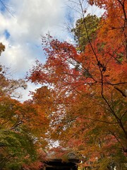 鎌倉の紅葉