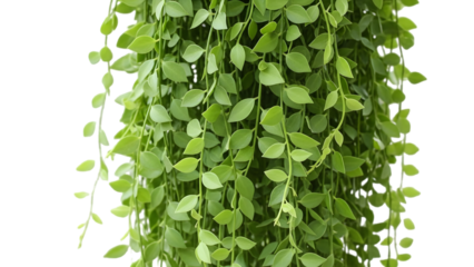A lush green plant with heart shaped leaves isolated on transparent background