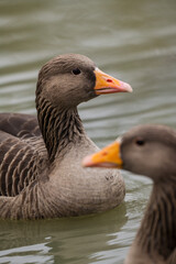 Greylag gooses swimming in the lake, December 2025, United Kingdom
