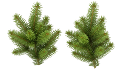 Two green coniferous tree branches isolated on transparent background