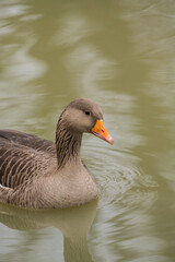 Closeup greylag goose swimming in the lake, December 2025, United Kingdom