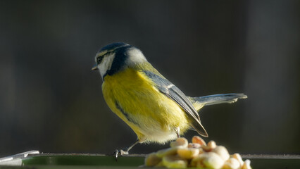 A blue tit at a feeder with peanuts in a quiet garden. A gentle moment in nature. © Jill Dundee
