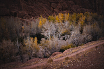 Atlas Mountains, Morocco. Autumn trees with pale trunks and golden leaves line a rocky valley beneath red stone slopes, crossed by a narrow dirt path in soft evening light.