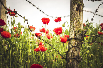 Red poppies growing through rusty barbed wire at WWI battlefield site. Symbolic flowers of remembrance and peace in spring landscape by overcast day.