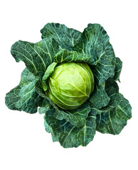Fototapeta premium Fresh Green Cabbage PNG - Whole Head of Organic Cabbage Isolated on Transparent Background A high-definition PNG graphic of a fresh whole green cabbage, scientifically known as Brassica oleracea.