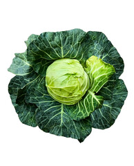Fototapeta premium Fresh Whole Green Cabbage PNG - Isolated Raw Vegetable on Transparent Background A high-resolution PNG graphic of a crisp, fresh green cabbage captured from a top-down perspective.