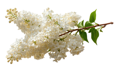 White lilac cluster on a twig with green leaves, black background