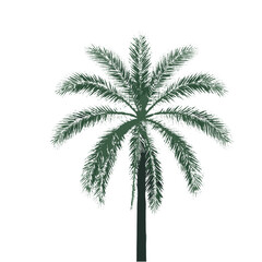 Naklejka premium palm tree isolated on white