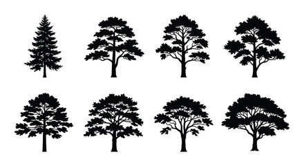 Fototapeta premium Silhouettes of various evergreen and deciduous trees against a white background
