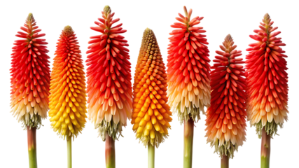 Vibrant red hot poker flowers in full bloom