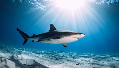 Obraz premium Side-view of a shark gliding through clear blue ocean with sunlight filtering from above.