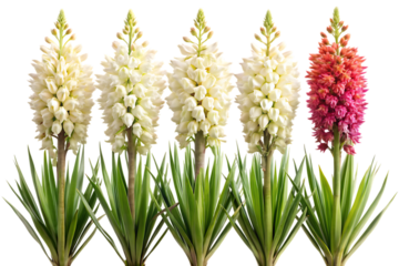Five hyacinth flowers in bloom