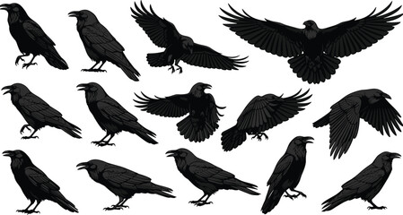 Obraz premium Black Raven and Crow Silhouettes Collection, Flying and Perching Bird Vectors, Gothic Dark Corvid Set for Halloween Designs, Spooky Animal Graphic Elements