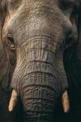 Close-up portrait of elephant face with detailed skin texture and expressive eyes, dramatic wildlife photography capturing strength, wisdom and natural beauty

