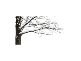 Snowy Tree Branch Winter Landscape Nature Scene