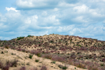 Krajobraz wydmy porośnięte kolorowymi trawami, gatunki objęte ochroną. © Monika