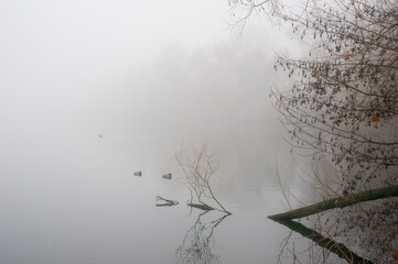 misty morning in the forest on the pond