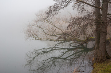 tree in the fog winter landscape on the pond