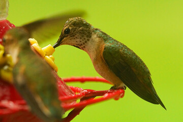 Obraz premium Closeup on a Rufous hummingbird, Selasphorus rufus drinking from the birdfeeder against a bright green background