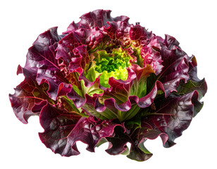 “Fresh Red Oak Leaf Lettuce, Organic Salad Green PNG Isolated” 