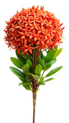 Fototapeta premium Vibrant orange ixora flower bloom
