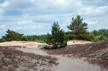 Krajobraz drzewa trawy rosnące na piaszczystych wydmach na tle pięknych chmur.	